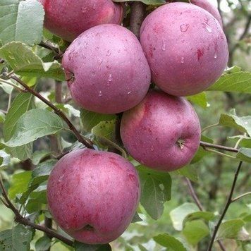 Яблуня "Флоріна" зимовий сорт / 1 клас (120+ см) 623 фото