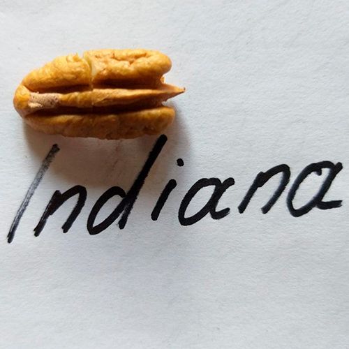 Пекан Індіана (Indiana) 3-х річний 487-3 фото