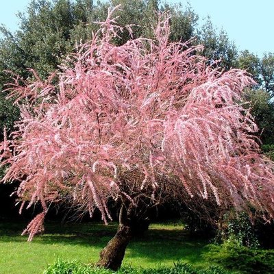 Тамарикс мелкоцветковый розовый / Tamarix Parviflora / Бисерник/С2 1701 фото