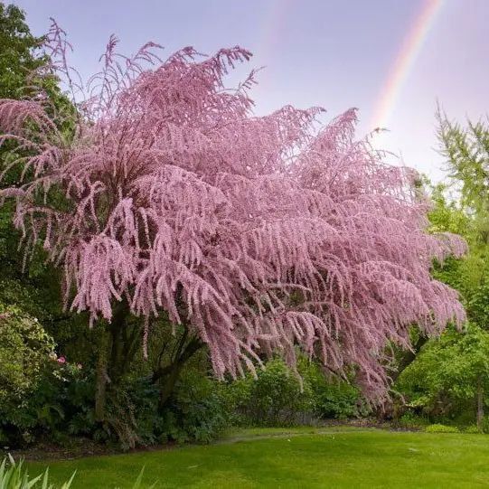 Тамарикс дрібноквітковий рожевий / Tamarix parviflora / Бісерник/С2 1701 фото