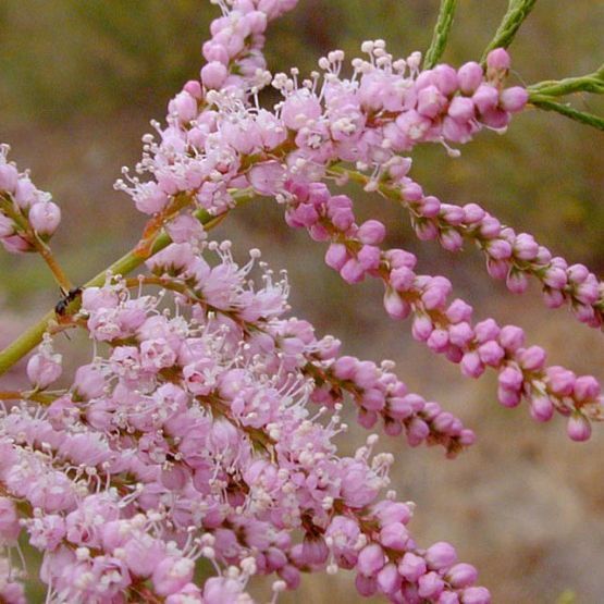 Тамарикс дрібноквітковий рожевий / Tamarix parviflora / Бісерник/С2 1701 фото
