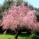 Тамарикс дрібноквітковий рожевий / Tamarix parviflora / Бісерник/С2 1701 фото 1