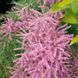 Тамарикс мелкоцветковый розовый / Tamarix Parviflora / Бисерник/С2 1701 фото 3