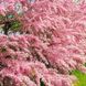Тамарикс мелкоцветковый розовый / Tamarix Parviflora / Бисерник/С2 1701 фото 6