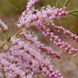 Тамарикс дрібноквітковий рожевий / Tamarix parviflora / Бісерник/С2 1701 фото 4