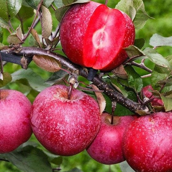 Яблоня красномясая "Бая Мариса" (Baya Marisa) премиальный сорт 2-х летняя 709-1 фото