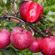 Яблоня красномясая "Бая Мариса" (Baya Marisa) премиальный сорт 2-х летняя 709-1 фото 1