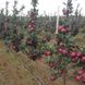 Яблоня красномясая "Бая Мариса" (Baya Marisa) премиальный сорт 2-х летняя 709-1 фото 2