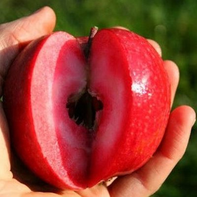 Яблуня червоном'яса "Серена" (Serena) преміальний сорт 715 фото