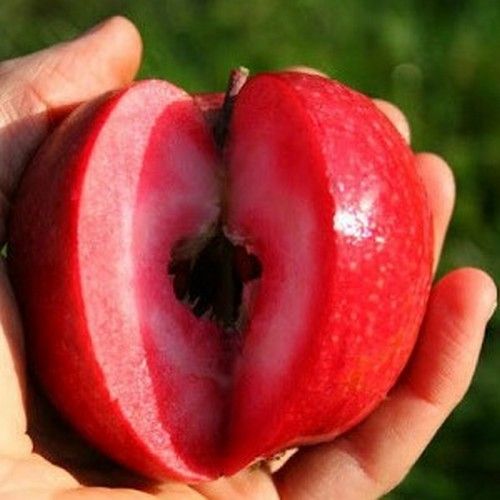 Яблуня красномясая "Серена" (Serena) премиальный сорт 2-х летняя 715-1 фото