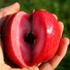 Яблуня красномясая "Серена" (Serena) премиальный сорт 2-х летняя 715-1 фото 1