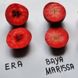 Яблуня червоном'яса "Редлав Ера" (Era) осінній сорт 2-х річна 717-1 фото 2