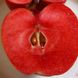 Яблуня червоном'яса "Редлав Ера" (Era) осінній сорт 2-х річна 717-1 фото 1