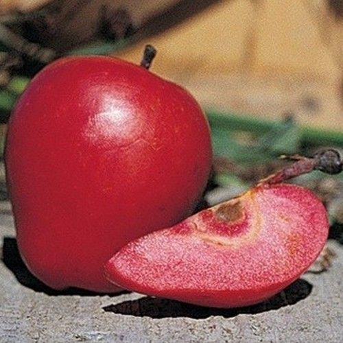 Яблоня красномясая "Скарлет Сюрпрайз" (Scarlet Surprise) зимний сорт 2-х летняя 719-1 фото