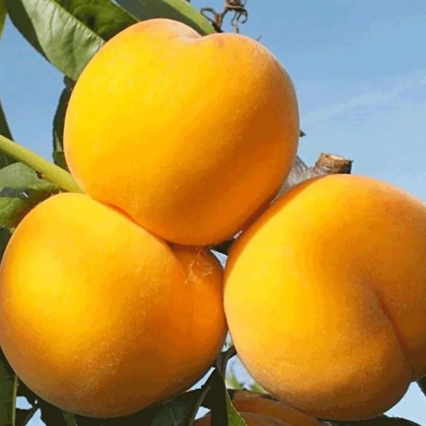 Перкоче "Медовий Місяць" (Honeymoon) Гібрид персика та абрикоса 1594 фото