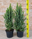1-554 фото 2