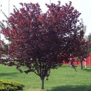Слива червонолиста Нігра (Prunus cerasifera Nigra Н 150+ см 1421 фото