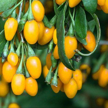 Саджанці годжі Golden Berry &mdash; рідкісний жовтий солодкий сорт 0724019 фото