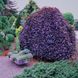 Бук Червонолистний Плакучий на штамбі 180-200см / "Purple Fountaine" (Fagus sylvatica "Purpurea Pendula") 090121 фото 7